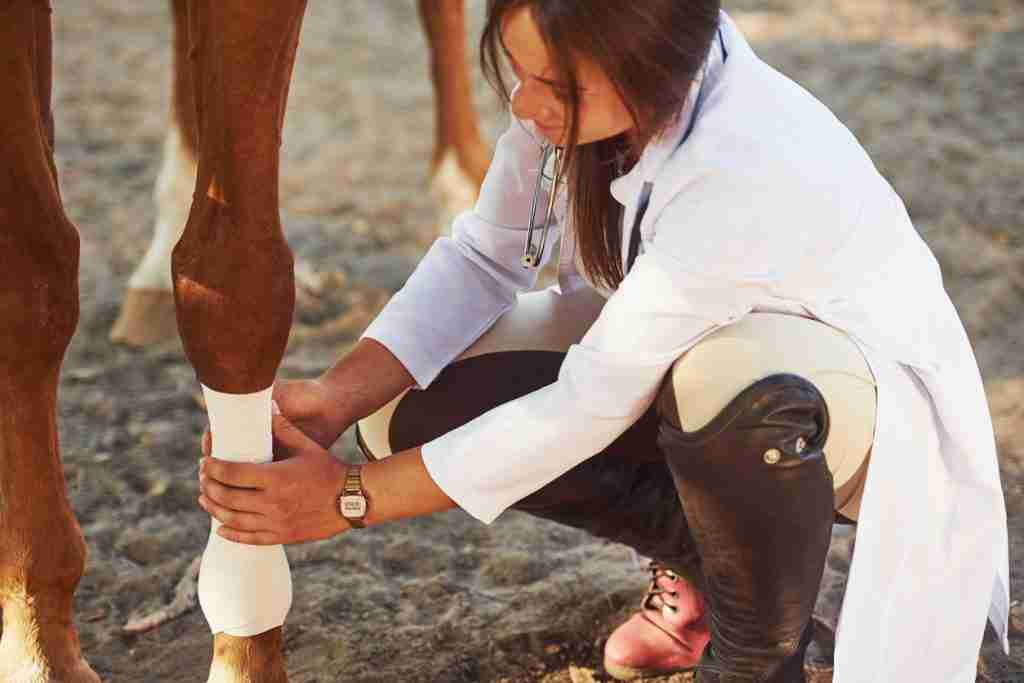A horse wearing a bandage applied by a vet. This is one of the most popular cohesive bandage uses as it will help to avoid damage to the animal's skin and fur