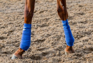 Image of a horse's ankle wrapped in tape. An important difference in cohesive tape vs athletic tape usage is the suitability of the former for use in treating animals like horses.